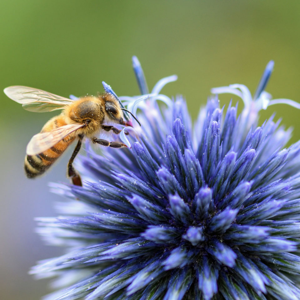 Honeybee gathering nectar from blue flower