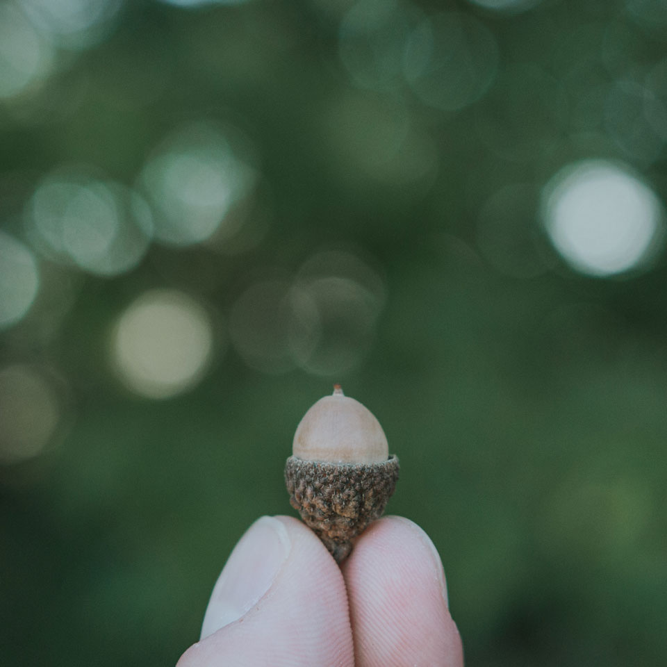 Small acorn being examined