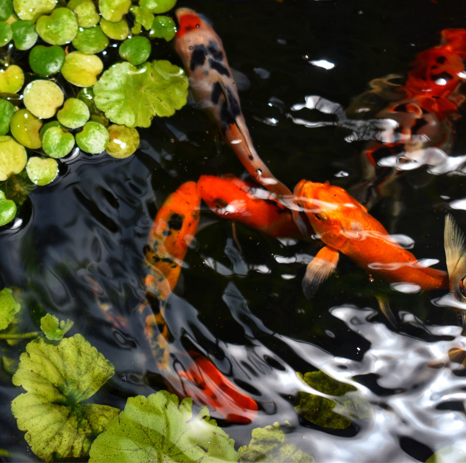 Koi Fish in pond with aquatic plants
