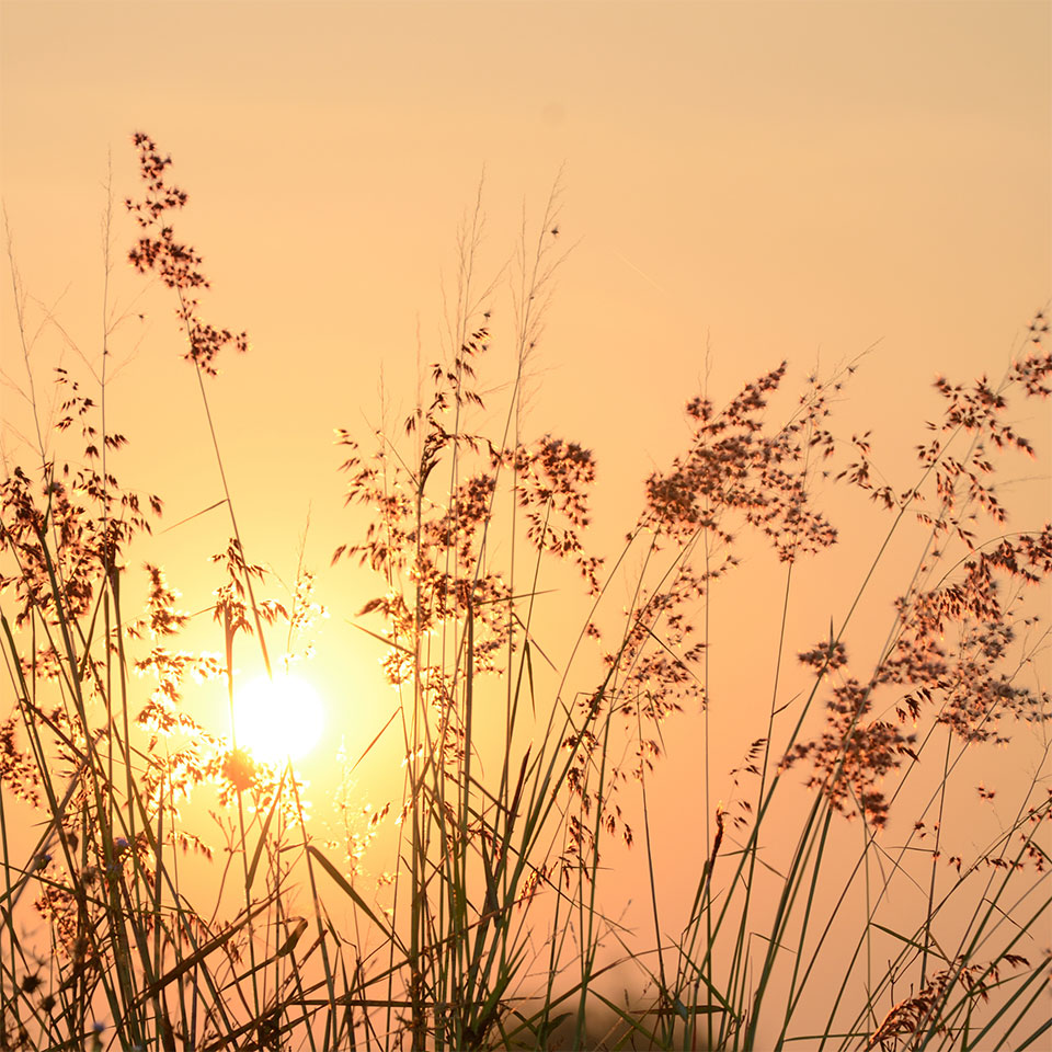 Tall grass and wildflowers silhouetted against a bright sun in an orange sunset sky