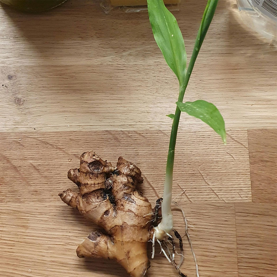 A ginger root sprouting with roots in view